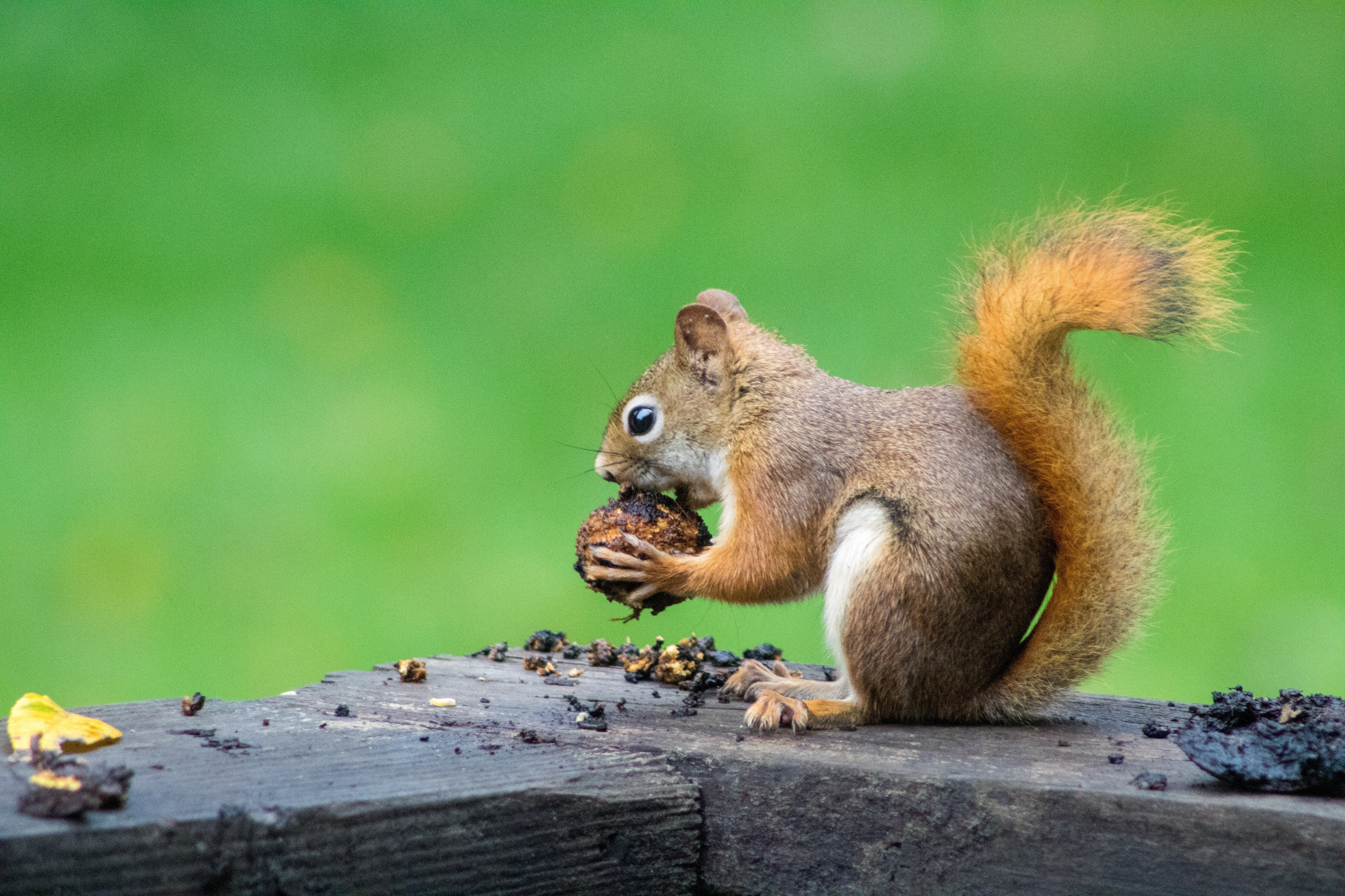 A squirrel sitting on a deck ledge eats an acorn.