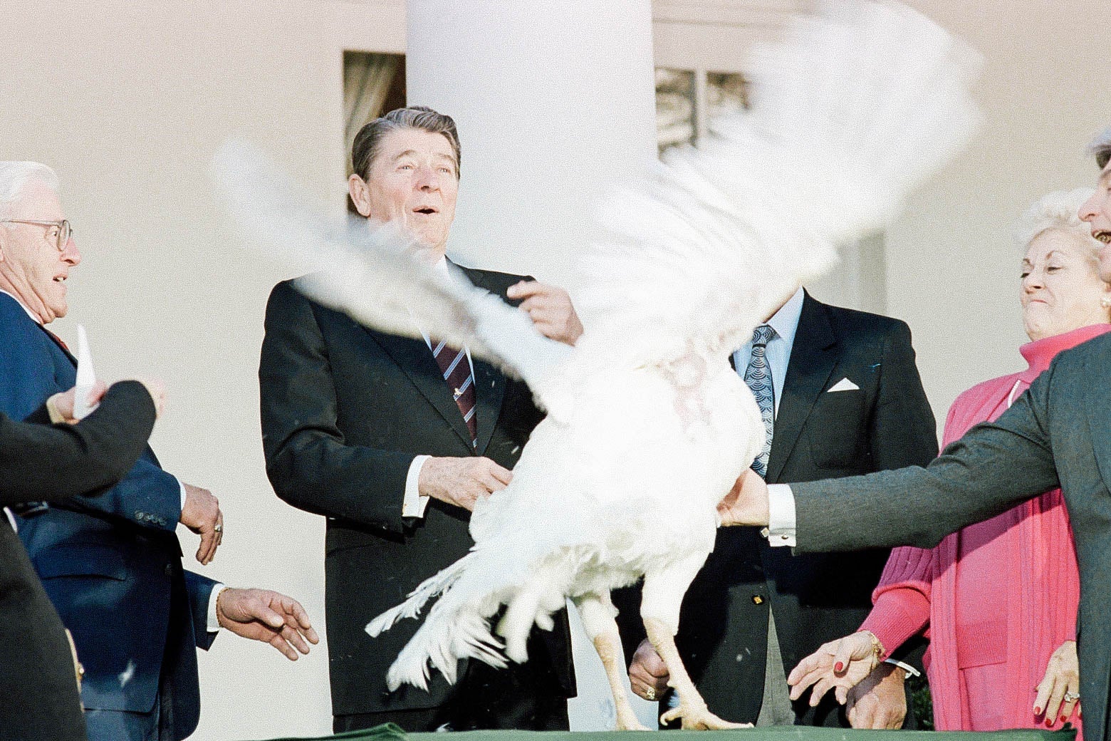 Ronald Reagan looks surprised as a turkey in front of him spreads its wings and tries to take off.
