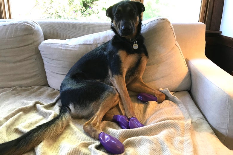 Ruby in booties.