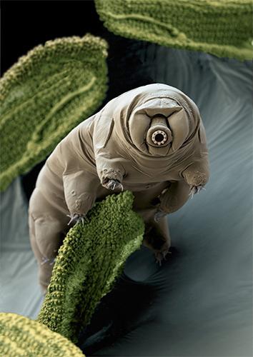 Water bear or Tardigrade (Paramacrobiotus craterlaki) in moss.