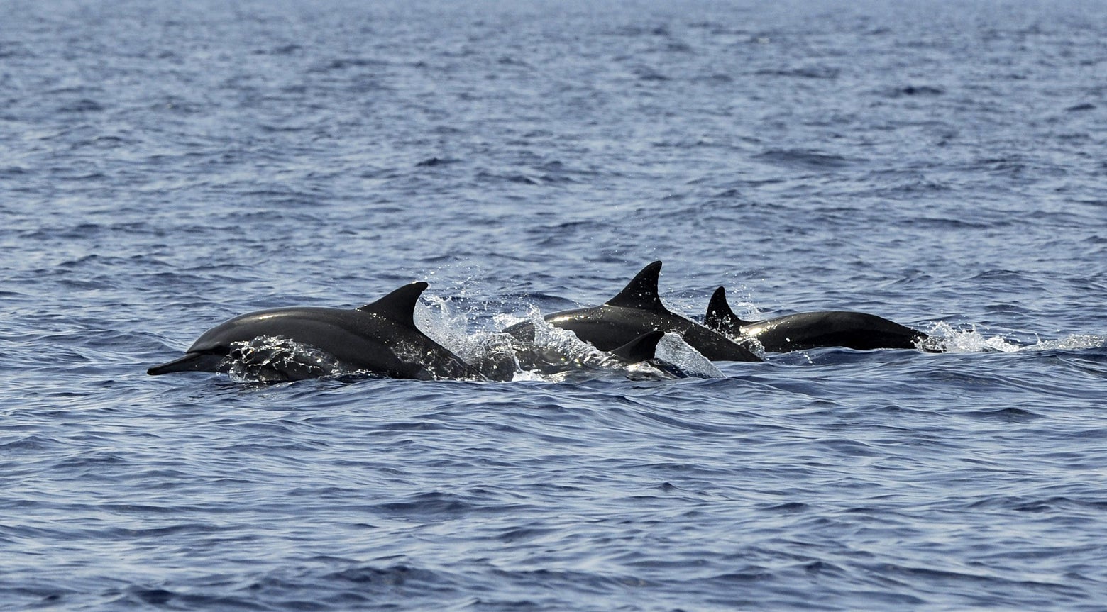 Dolphins save swimmers from shark attack, World news