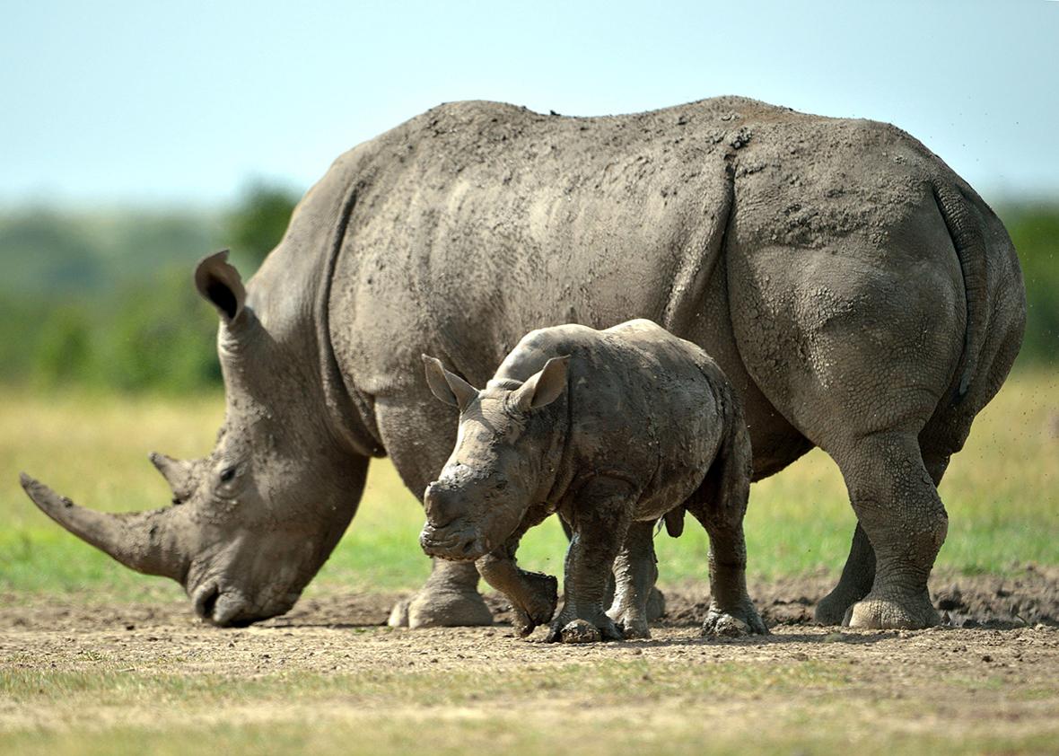 A southern-white female rhino with her calf roam the ol-Pejeta conservancy on June  14, 2015 situated at the foot of Mt. Kenya approximately 300 kilometres north of Kenyan capital, Nairobi. 