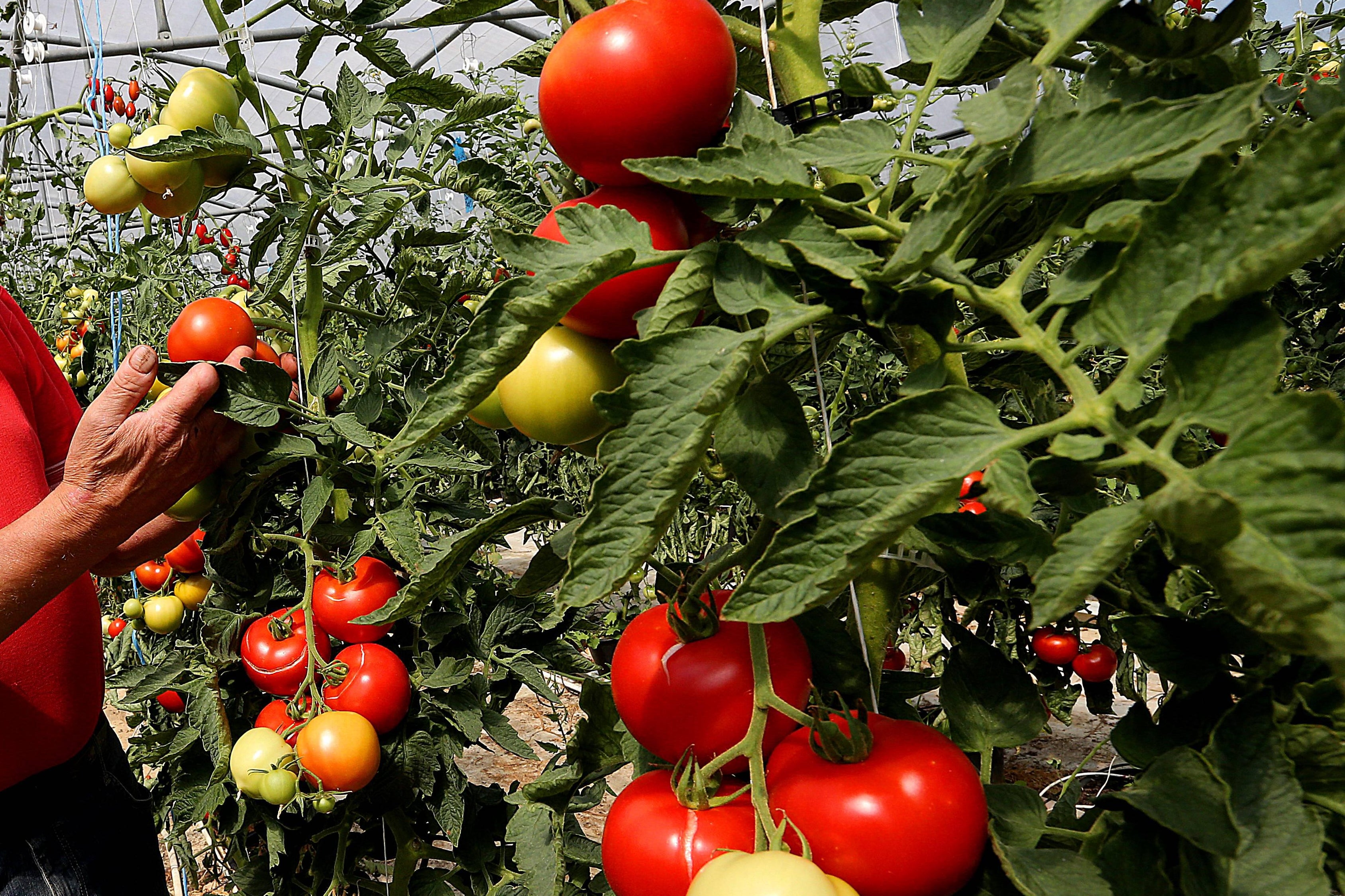 Tomatoes on the vine.