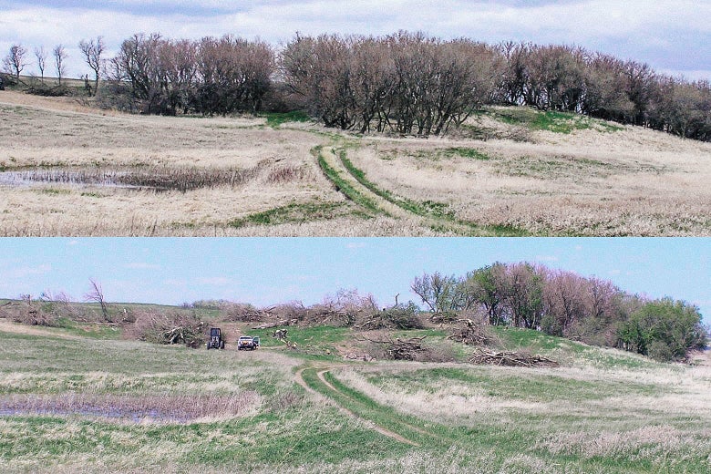 At top, a view of a trail leading into a forest is seen. At bottom, the same field is seen with a large portion of the trees cut down.