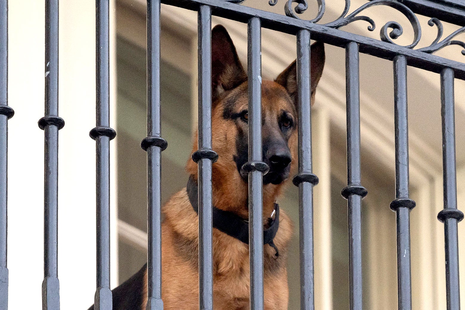 Joe Biden's German shepherd dog at the White House. 