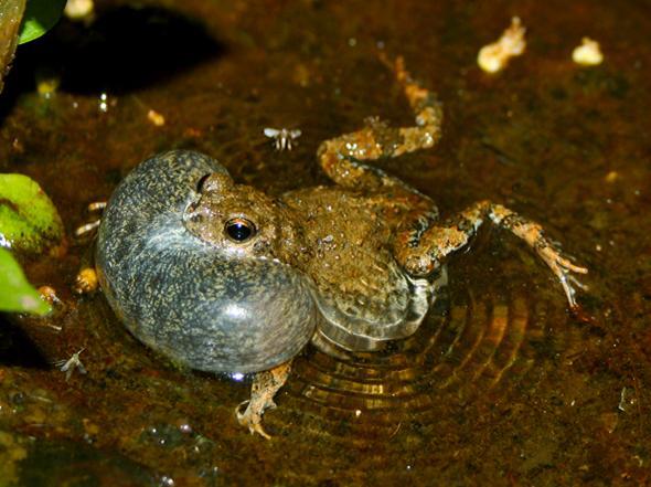 Irrational mate choice in Tungara frogs: Decoys make unattractive males