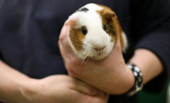 Calculate guinea pig age in human years (equivalence)