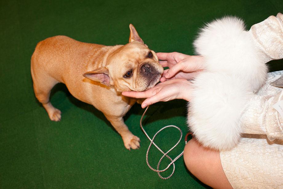 Frenchie and Fur from "Best in Show" 2012