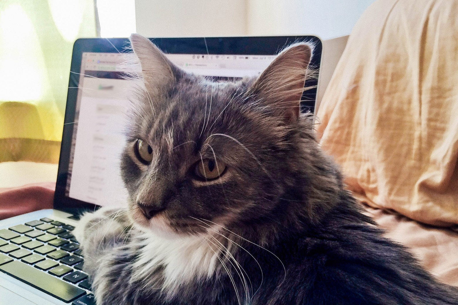 A gray-and-white cat sits on the keyboard part of an open laptop.