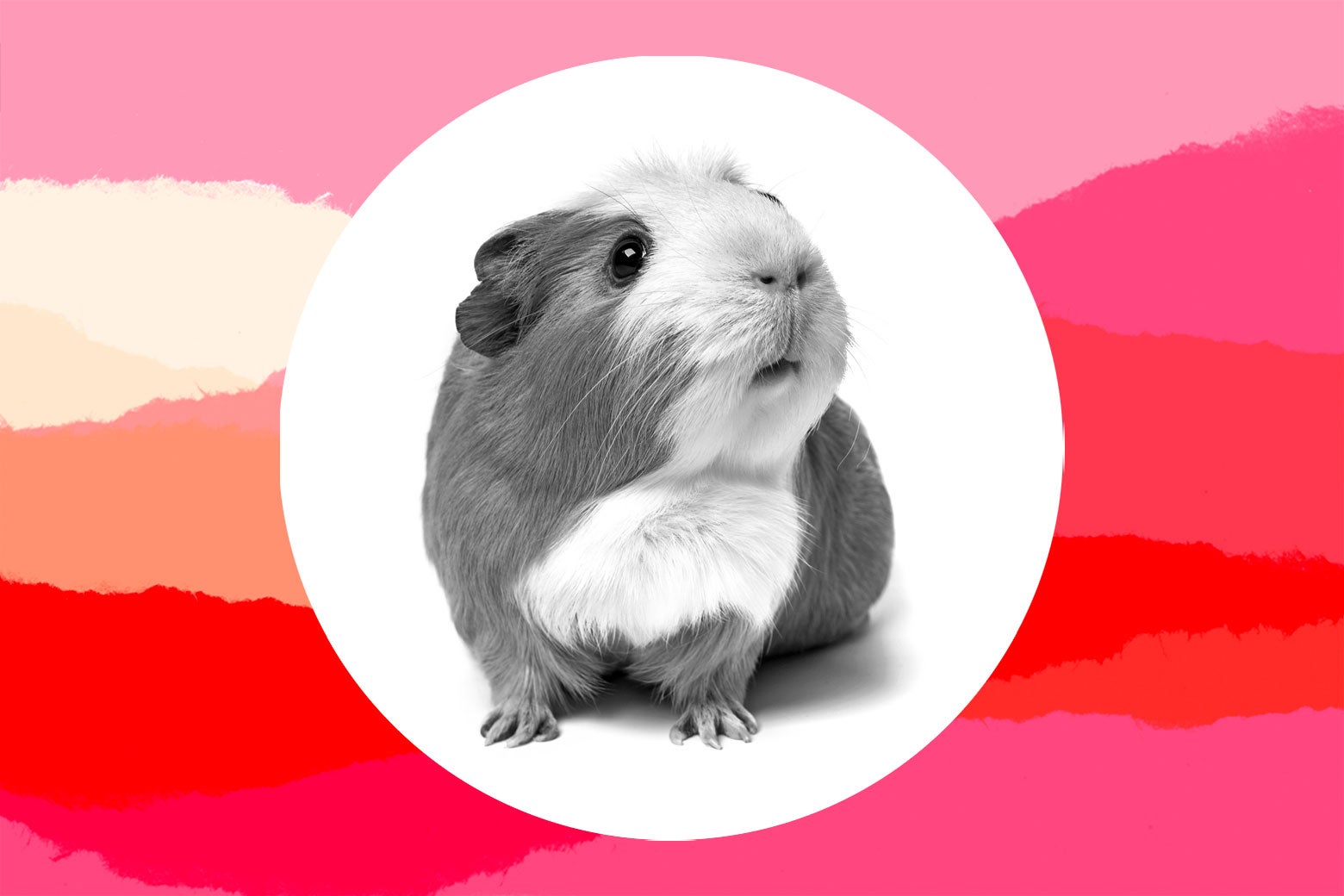 My Nephew Did Something That Led to the Death of Our Beloved Family Pet. I’m the...