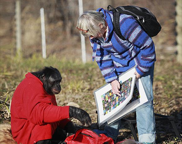 Dr. Sue Savage-Rumbaugh instructs the bonobo Kanzi to make a fire on Nov. 11, 2011 in Des Moines, Iowa.