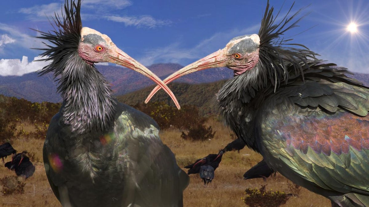 Altruistic animals: Bald ibis, vampire bats, birds reciprocal relationships  (VIDEO).