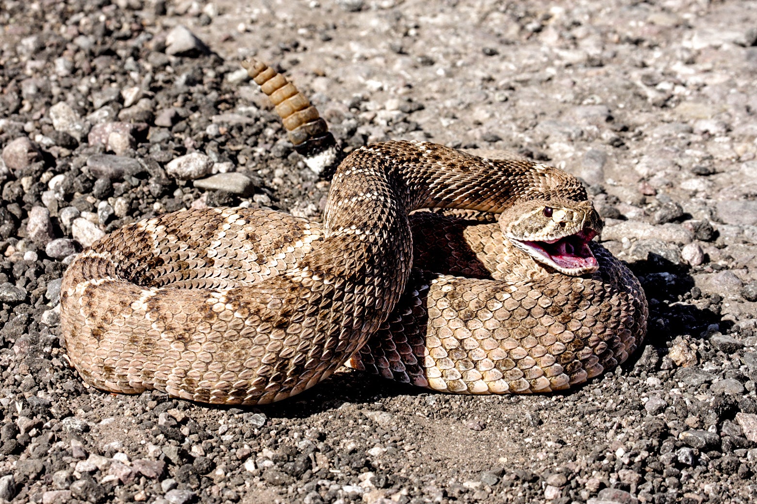 An up-close photo of a rattlesnake ready to strike, mouth open and tail up. 