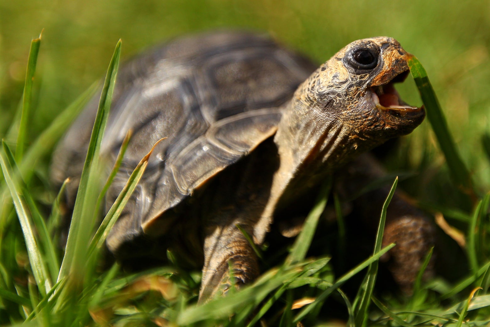 Tortoises In Galapagos Islands: Hatchlings Found In Wild For First Time 