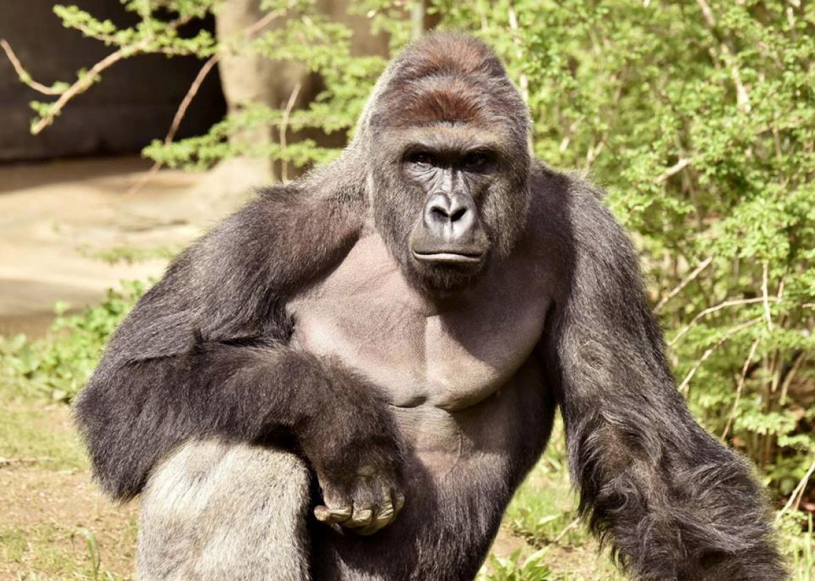 Full video shows Harambe the gorilla dragging child before he was shot.