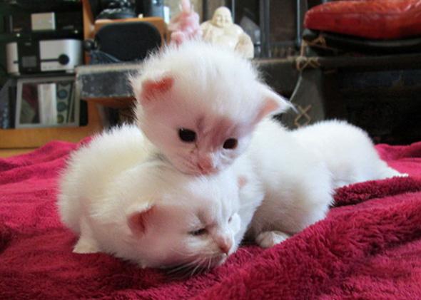Kittens from Animal Planet's Too Cute.