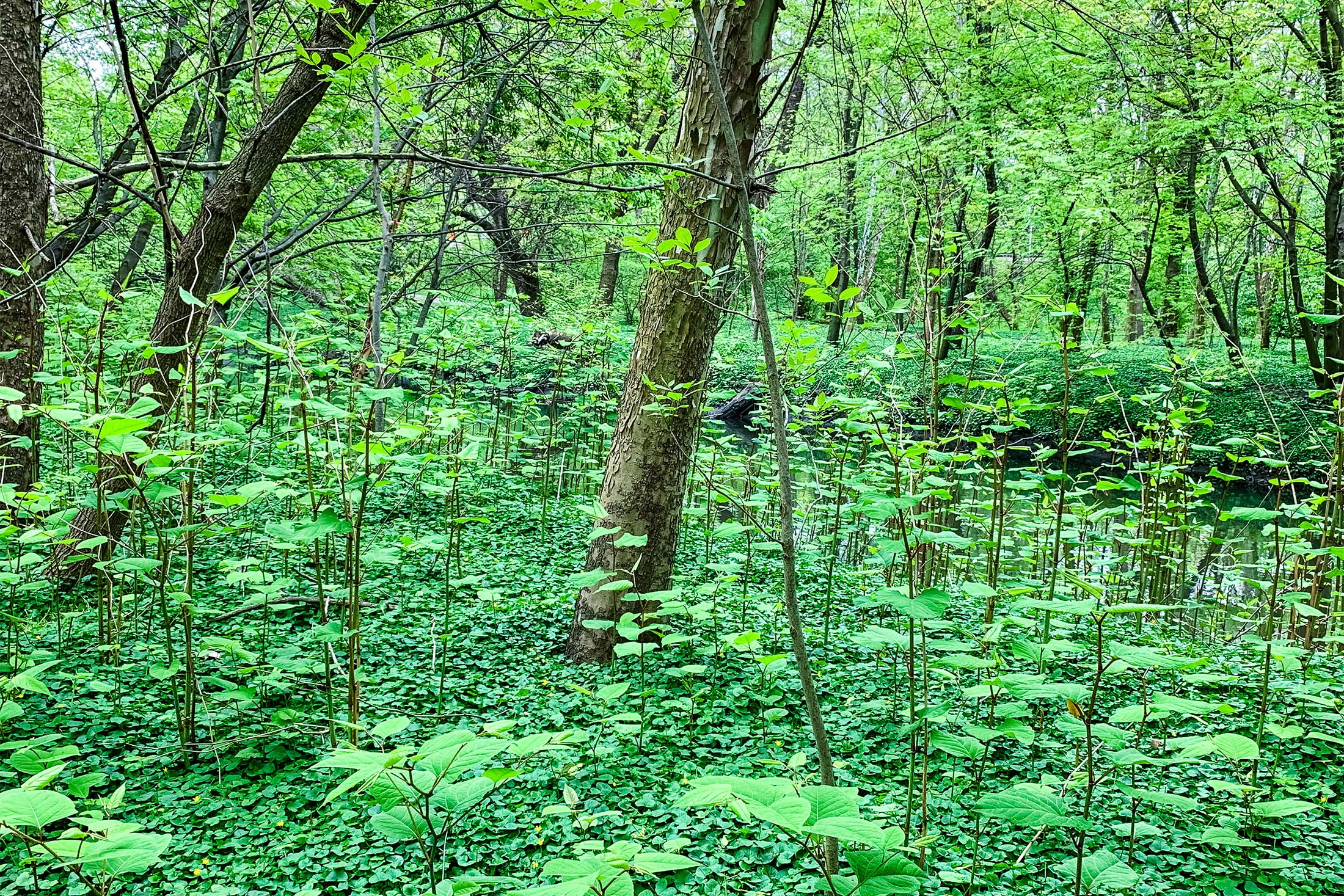 Knotweed rises on the banks of the Bronx River in New York City, where more than 200 acres of parkland is covered by knotweed.