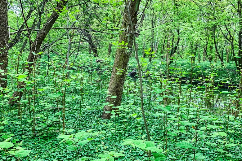Knotweed rises on the banks of the Bronx River in New York City, where more than 200 acres of parkland is covered by knotweed.