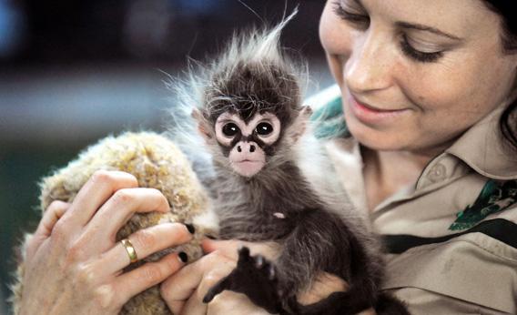 A baby Spider Monkey named Estela, who was abandoned at birth by her mother Sunshine, plays with Primate Supervisor.