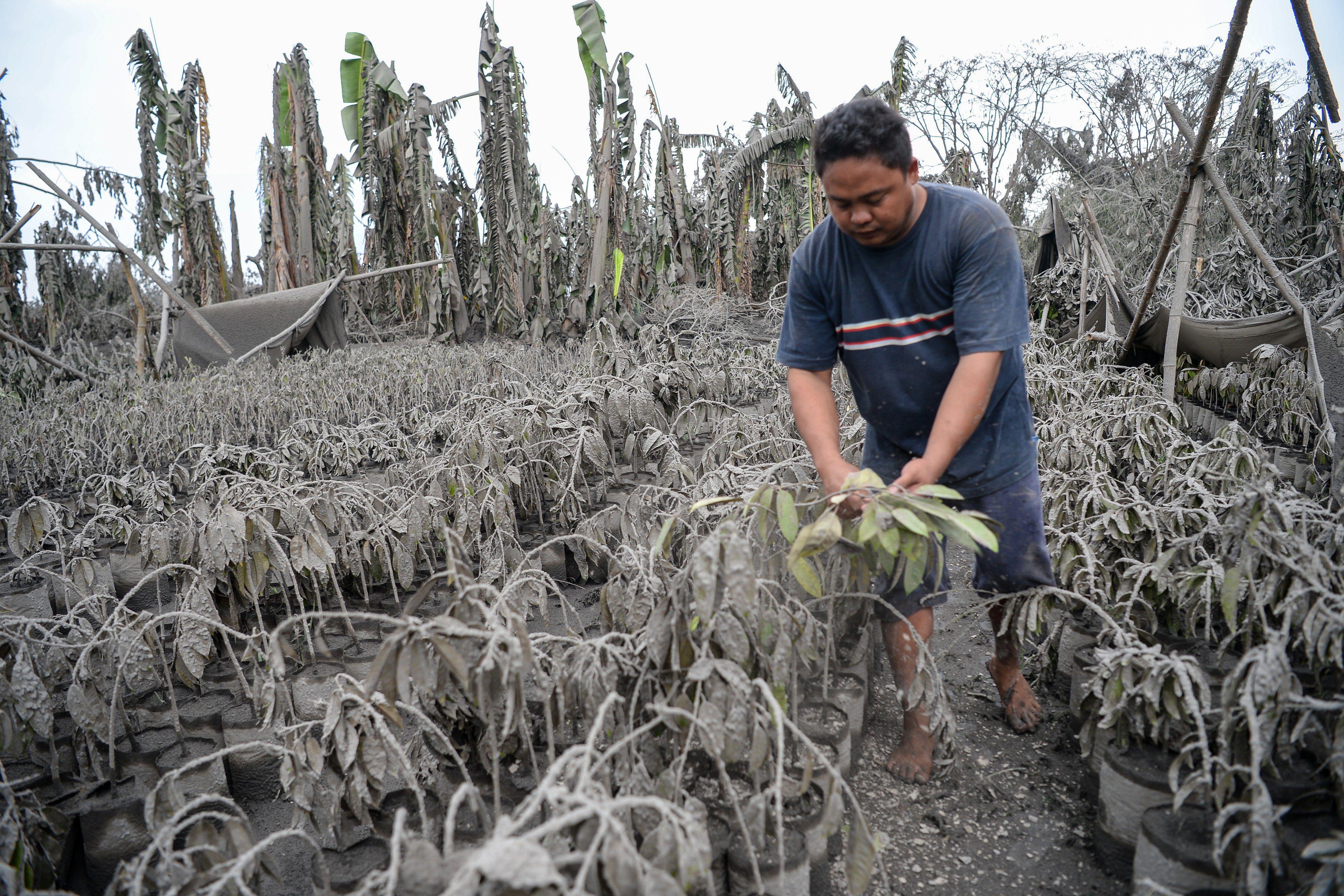 A field of plants covered in mud and ash. A barefoot man handles one of the plants, which has been dusted off.