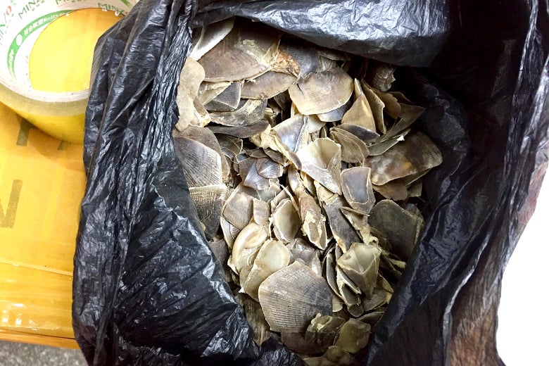 Pangolin scales in a black garbage bag.
