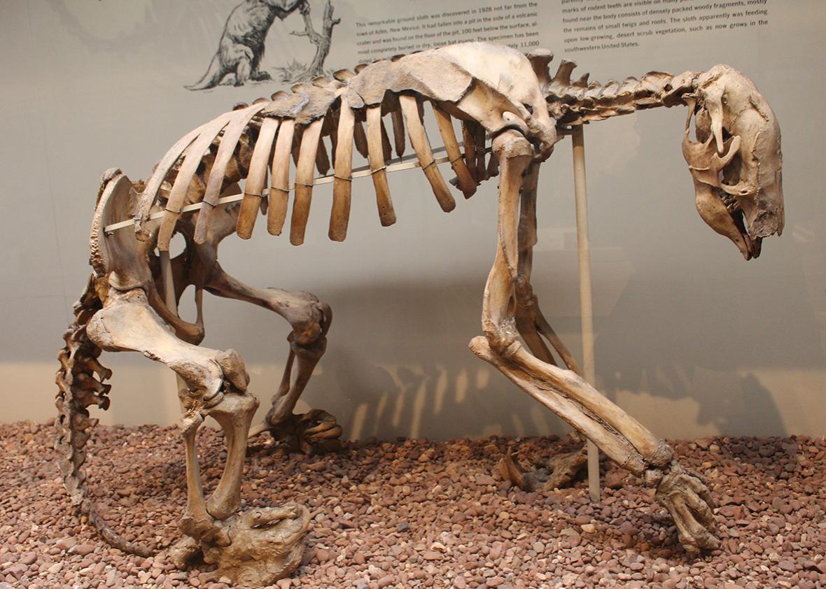 A giant ground sloth.
