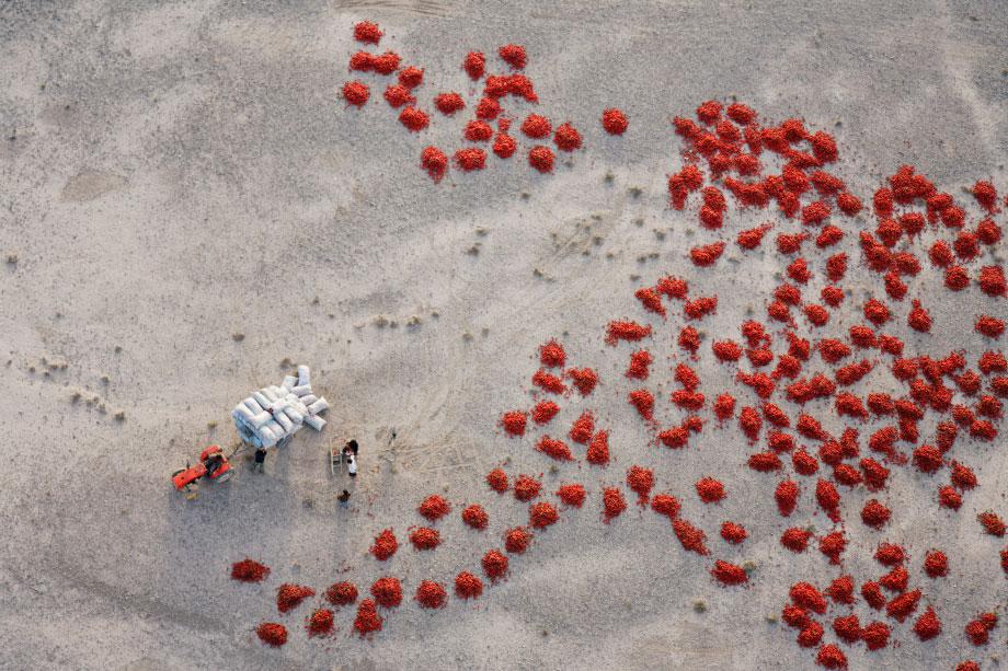 Xinjiang, China. Red Peppers are bagged after being laid out to dry in the gravel plains near Baicheng, Xinjiang, China. Although mostpeople presume all deserts are sandy areas, the majority of the earth’s hyperarid regions are barren gravel plains.