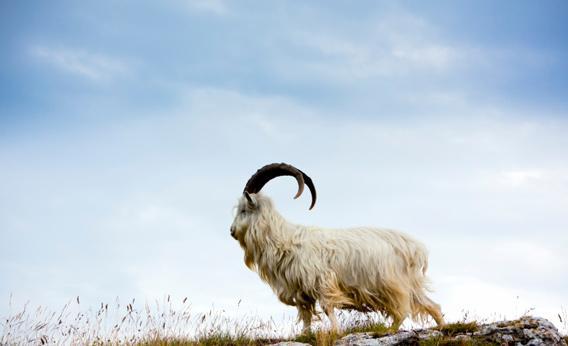 Cashmere Goat at Wales
