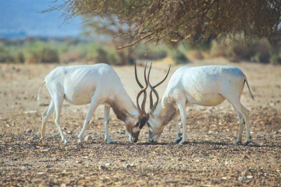 Ibex and other animals roam the nearby mountains. Hundreds of species of insects and birds are native to the region as well.