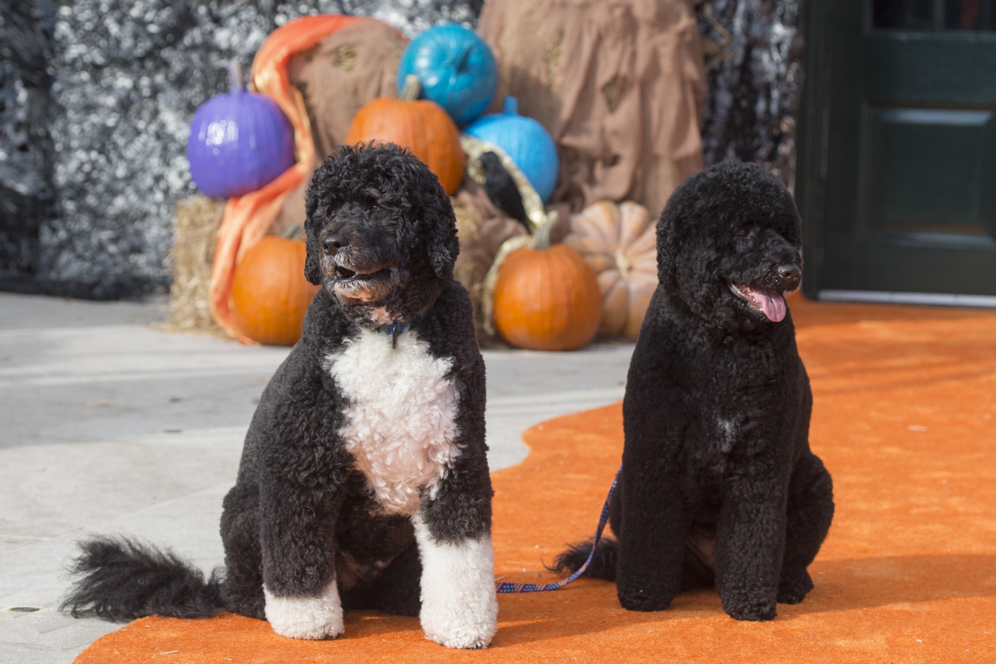 Bo and Sunny pose for photos on the South Lawn of the White House in Washington, D.C. on October 30, 2015, as the White House prepares to host thousands of children and their families as they trick-or-treat for Halloween. 