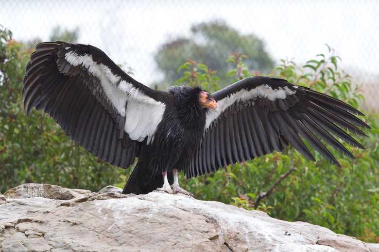 A large bird perched on a rock spreads its wings