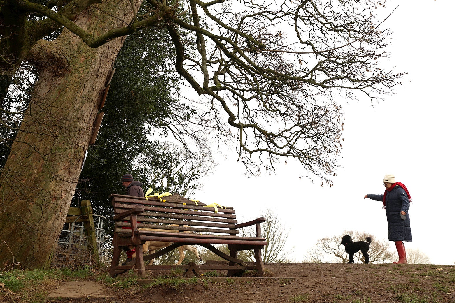 A dog walker passes by the bench near a very old tree.
