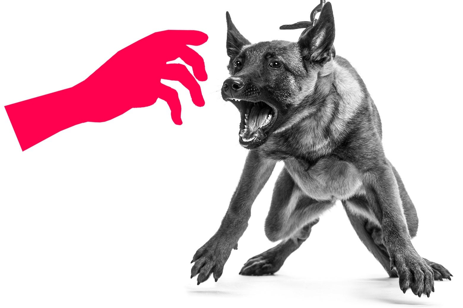 A graphic of a hand reaching out toward a dog that is barking and being held back.