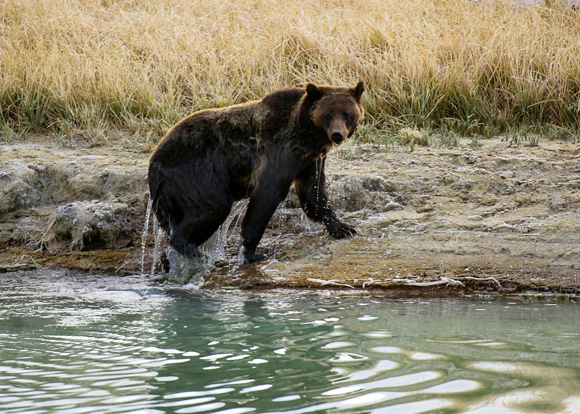 A female Grizzly bear exits Pelican Creek October 8, 2012 in the Yellowstone National Park in Wyoming