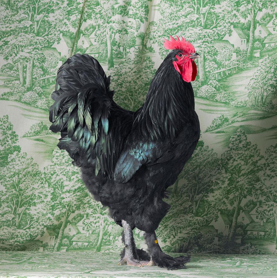 Tamara Staples The Magnificent Chicken Black Langshan Cockerel