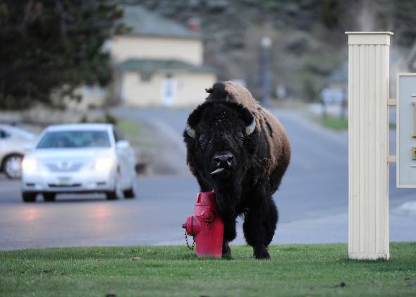 Animals aren't pre-emptively fleeing the Yellowstone supervolcano