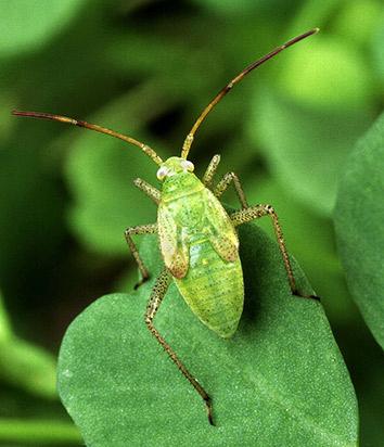 The alfalfa plant bug, Adelphocoris lineolatus, is a non-native plant pest.