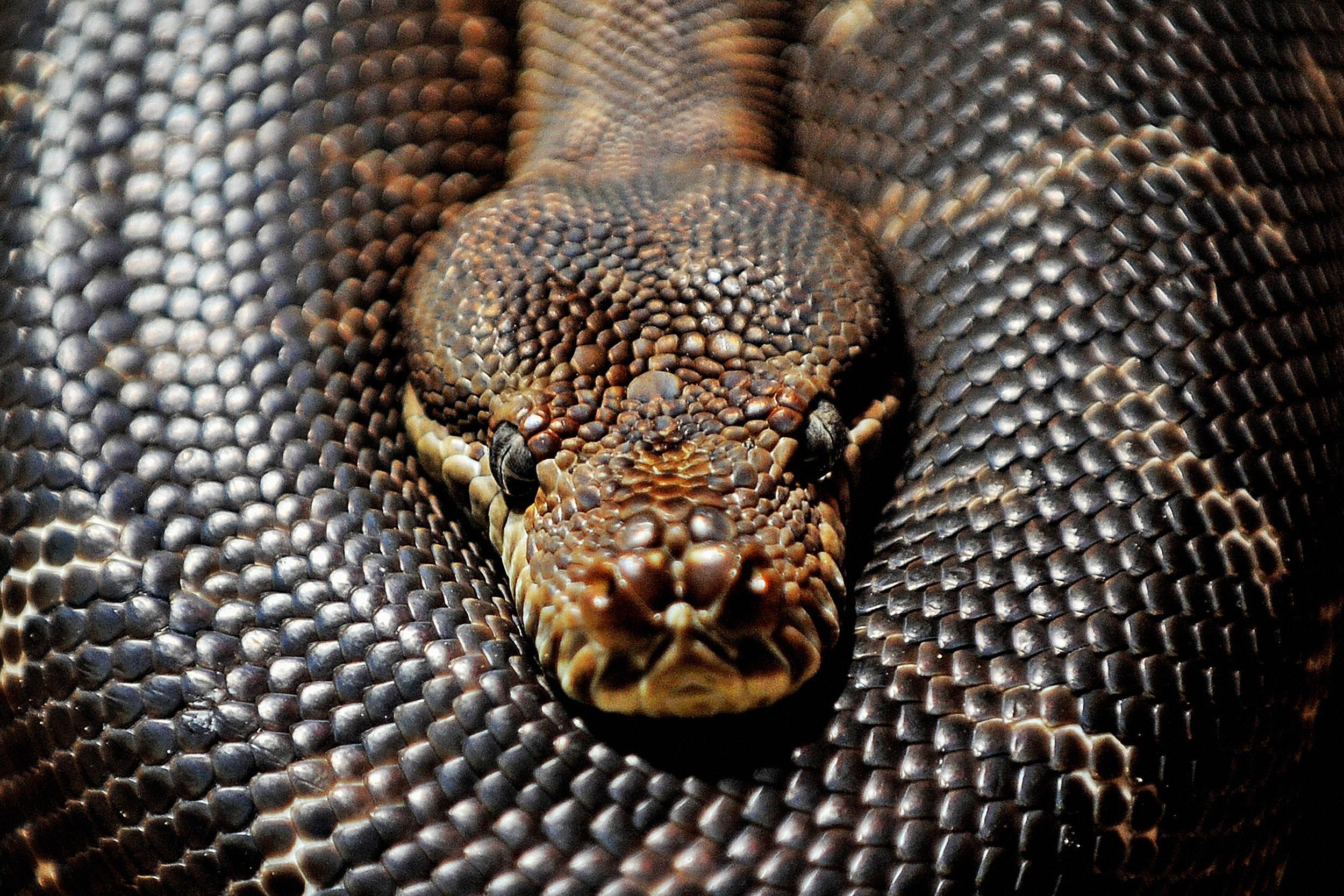 A balck-colored python lies coiled, its head toward the camera.