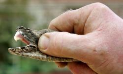 Pastor Mack Wolford dies of a rattlesnake bite Do serpent