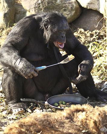 Kanzi uses a spatula to eat from a pan on Nov. 11, 2011, in Des Moines, Iowa.