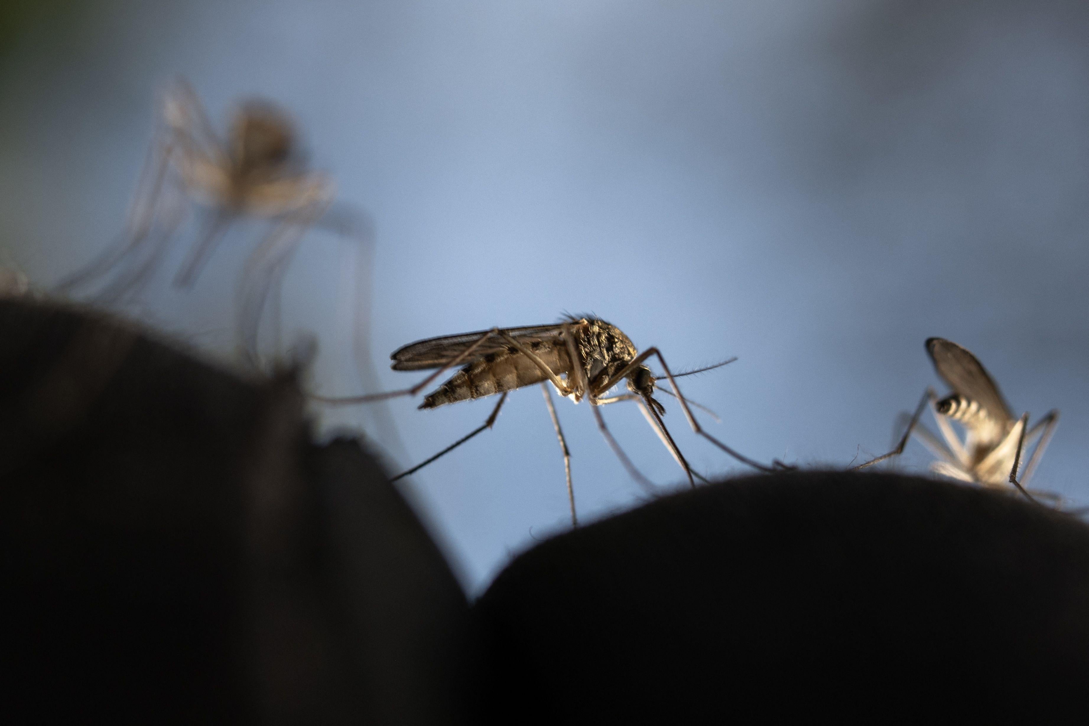 How Worried Should You Be About the U.S.–Based Malaria Cases? Shannon Palus