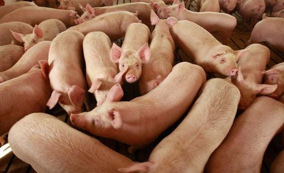 Hogs are raised on the farm of Gordon and Jeanine Lockie in Elma, Iowa.