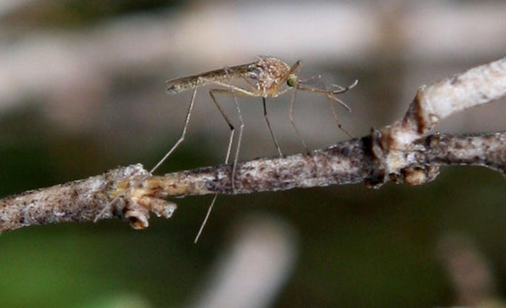 A mosquito sits on a stick.