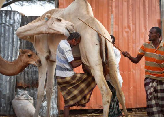 Workers milk a camel at an enclosure at the Beder Milk and Meat Production Farm Company premises on the outskirts of Somalia's capital Mogadishu.