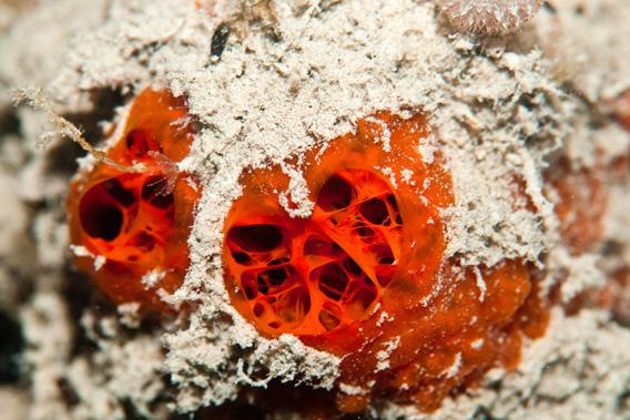 Sponge coral in Carrie Bow Cay, Belize, during the 2012 spawning season.