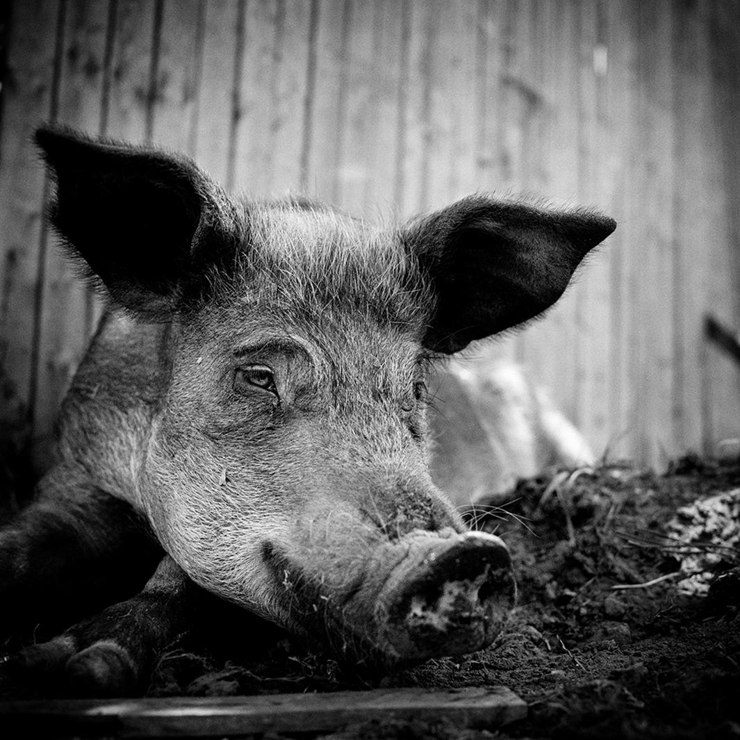 Rescued Farm Animals Up Close and Personal - Feature Shoot