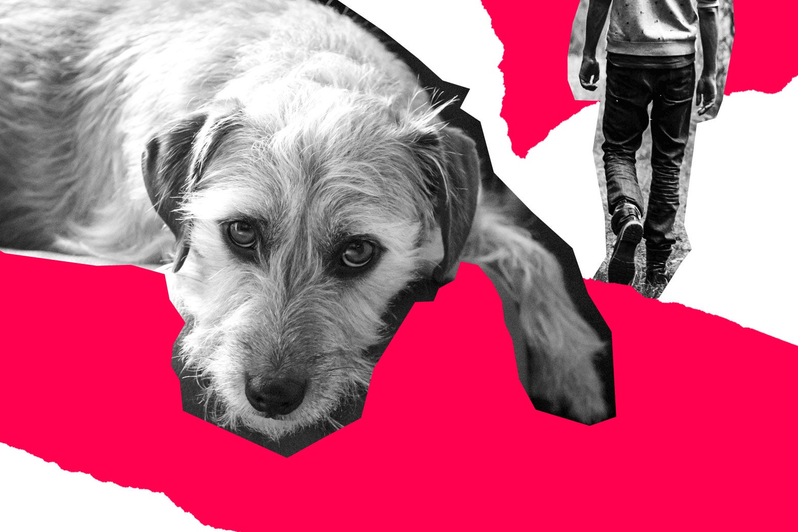 If You’ve Never Been A Dog Person, And More Advice From Dear Prudence.