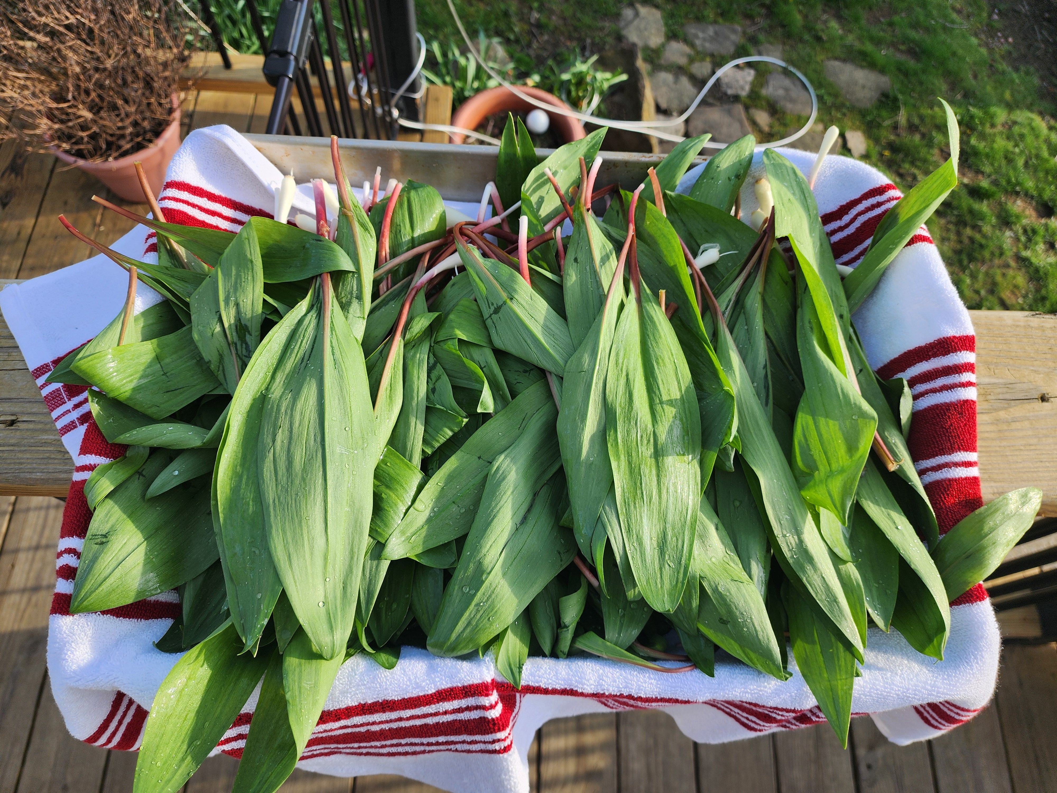 slate.com - Danny Palumbo - It's the Most Obsessed-Over Vegetable in America. You're Probably Looking For It. You Might Help Kill It All.