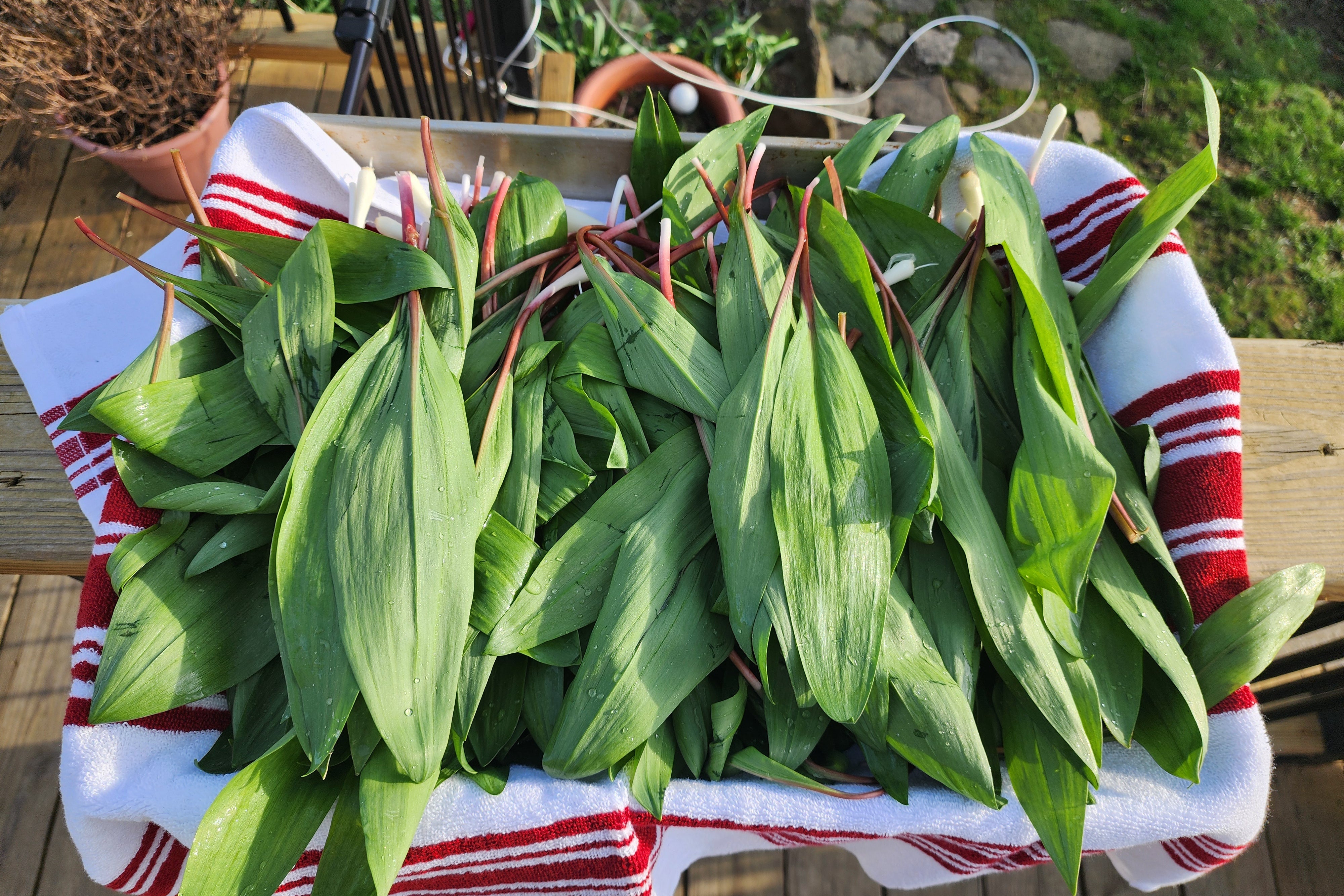 Freshly plucked ramps sitting in a basket on a table.