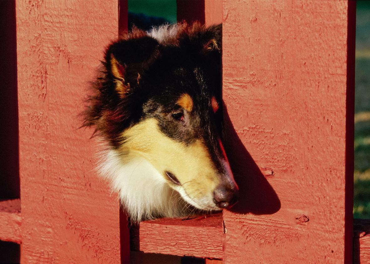 Can dogs have autism? The answer could help humans.